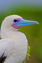 Red-footed Booby (Sula sula) nesting on Raine Island National Park, Great Barrier Reef, Australia.