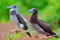 Brown booby (Sula leucogaster) adult, Raine Island, National Park, Great Barrier Reef, Australia.
