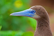 Brown booby (Sula leucogaster) Adult, Raine Island National Park, Great Barrier Reef, Australia.