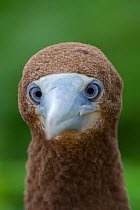 Brown booby (Sula leucogaster) Adult, Raine Island National Park, Great Barrier Reef, Australia.