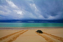 Green Sea Turtle (Chelonia mydas) returning to sea after egg laying, Raine Island, Australia. Raine Island is the largest and most important green sea turtle nesting area in the world, with over 14,00...