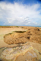 Exposed old coral wall on Raine Island, these exposed coral walls cause nesting turtles to get trapped and frequently die, Barrier Reef, Australia.