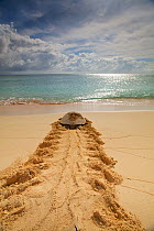 Green Sea Turtle (Chelonia mydas) returning to sea after Egg laying, Raine Island, Australia.  Raine Island is the largest and most important green sea turtle nesting area in the world, with over 14,...
