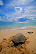 Green Sea Turtle (Chelonia mydas) returning to sea after Egg laying, Raine Island, Australia. Raine Island is the largest and most important green sea turtle nesting area in the world, with over 14,00...