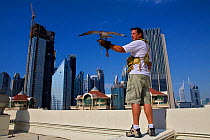 Peregrine Falcon (Falco peregrinus) and falconer, on roof tops in Dubai city, used for control of pigeon population, United Arab Emirates, January 2010