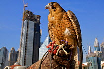 Peregrine Falcon (Falco peregrinus) on roof tops in Dubai, used to control the pigeon population, United Arab Emirates, January 2010