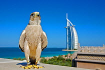 Lanner Falcon (Falco biarmicus) in Dubai with Burj Al Arab in the background, used to control urban pigeon population, Jumeirah Beach. United Arab Emirates (UAE), January 2010