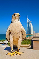 Lanner Falcon (Falco biarmicus) in Dubai with Burj Al Arab in the background, used to control urban pigeon population, Jumeirah Beach. United Arab Emirates (UAE), January 2010