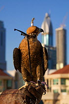 Peregrine Falcon (Falco peregrinus) with hood on perched on falconers hand, on roof top in Dubai city, used to control urban pigeon population, United Arab Emirates (UAE), January 2010