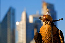 Peregrine Falcon (Falco peregrinus) with hood on perched, on roof top in Dubai city, used to control urban pigeon population, United Arab Emirates (UAE), January 2010