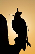 Peregrine Falcon (Falco peregrinus) with hood on perched on falconers hand, against the setting sun, used to control urban pigeon population, United Arab Emirates (UAE).
