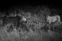 Male and Female Marsh pride lion Male Marsh pride lion lion (Panthera leo)  with hippo kill at night, Masai Mara, Kenya, taken with infra-red camera, Septemberin infra red, Masai Mara, Kenya.