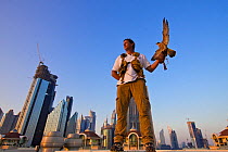 Peregrine Falcon (Falco peregrinus) perched on falconers hand, on roof top in Dubai city, used to control urban pigeon population, United Arab Emirates (UAE), January 2010