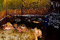 Three pairs of Common european toads (Bufo bufo) and one pair of Common frogs (Rana temporaria) resting during their spring migration, Belgium, March.