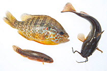 Composite image of American fish species introduced to Europe: Pumpkinseed sunfish (Lepomis gibbosus, left), Brown bullhead (Ameiurus nebulosus, right) and Eastern mudminnow (Umbra pygmaea, under), ph...