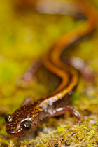 Golden-striped salamander (Chioglossa lusitanica), Portugal, April.