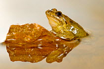 Male West iberian painted frog (Discoglossus galganoi) in a shallow puddle, Monfrague National Park, Extremadura, Spain.