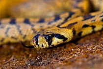 Portrait of a juvenile Ladder snake (Rhinechis scalaris) tongue flicking, Spain, April.