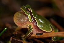 Male Iberian tree frog (Hyla molleri) calling, vocal sac inflated, Spain, April.