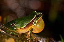 Male Iberian tree frog (Hyla molleri) calling, vocal sac inflated, Spain, April.
