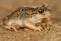 Male Iberian midwife toad (Alytes cisternasii), Spain, April.