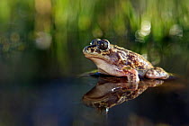 Western spadefoot toad (Pelobates cultripes), Spain, April.