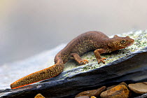 Pyrenean brook salamander (Euproctus / Calotriton asper), photographed in controlled conditions, Pyrenees, France, April.