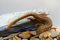 Pyrenean brook salamander (Euproctus / Calotriton asper), photographed in controlled conditions, Pyrenees, France, April.