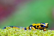 Yellow-striped fire salamander (Salamandra salamandra fastuosa), French Pyrenees, France, April.