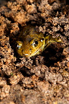 Common spadefoot toad (Pelobates fuscus) digging itself into the soil, Belgium, May.