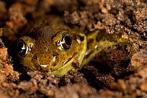 Common spadefoot toad (Pelobates fuscus) digging itself into the soil, Belgium, May.