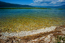 Prespa Lake, Galicica National Park, Republic of Macedonia, May 2012.