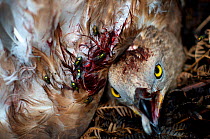 Honey buzzard (Pernis apivorus), wounded and dying after being shot, Georgia, September.