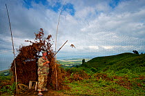Falconer using a tethered juvenile Red-backed shrike (Lanius collurio) to lure birds of prey into his nets, Georgia, September 2011.