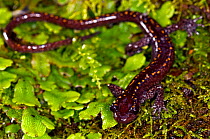 Male Caucasian salamander (Mertensiella caucasica), Mtirala National Park, Georgia, September.