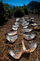 Remnants of twelve shot Honey Buzzards (Pernis apivorus), a Montagu's Harrier (Circus pygargus) and a Black Stork (Ciconia nigra), Georgia, September 2011.
