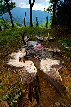 Remnants of a hunting barbeque, with the discarded remains of a Booted eagle (Aquila pennata) and Honey buzzards (Pernis apivorus), Georgia, September 2011.