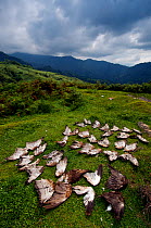 Remains of illegaly shot raptors on a hillside, including nineteen Honey buzzards (Pernis apivorus), three Marsh harriers (Circus aeruginosus), two Eurasian sparrowhawks (Accipiter nisus) and two Leva...