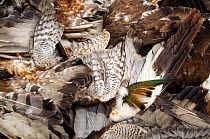 Wings of birds shot illegally for food, including those of European bee-eater (Merops apiaster), Sparrowhawk (Accipiter nisus), Honey buzzard (Pernis apivorus) and Marsh harriers (Circus aeruginosus),...