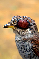 Juvenile Red-backed shrike (Lanius collurio) with eye hood, used by falconers to catch birds of prey for domestication, Georgia, September.