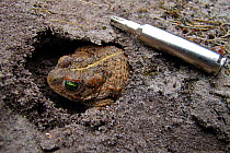 Natterjack toad (Epidalea calamita / Bufo calamita) next to an empty bullet cartridge on military land, Belgium, June.