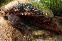 Japanese giant salamander (Andrias japonicus) coming up to breathe, Hino River, Tottori, Japan, August.