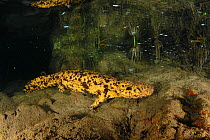 Japanese giant salamander (Andrias japonicus)  Hino River, Tottori, Japan, September.