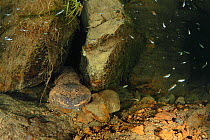 Japanese giant salamander (Andrias japonicus) 'Den master' or dominant breeding male, Kurokawa River, Hyougo, Japan. September