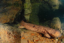 Japanese giant salamander (Andrias japonicus) dominant male, Kurokawa River, Hyougo, Japan, September
