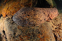 Japanese giant salamander (Andrias japonicus) 'Den master' or dominant breeding male, Kurokawa River, Hyougo, Japan. September