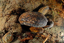 Japanese giant salamanders (Andrias japonicus) males in a burrow at the time of spawning, Kurokawa River, Hyougo, Japan, September