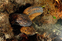 Japanese giant salamanders (Andrias japonicus) males in a burrow at the time of spawning, Kurokawa River, Hyougo, Japan, September