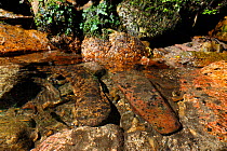 Japanes giant salamander (Andrias japonicus) camouflaged like a stone, Hino River, Tottori, Japan, August.