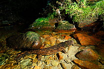 Japanese giant salamander (Andrias japonicus) breathing, Hino River, Tottori, Japan August.